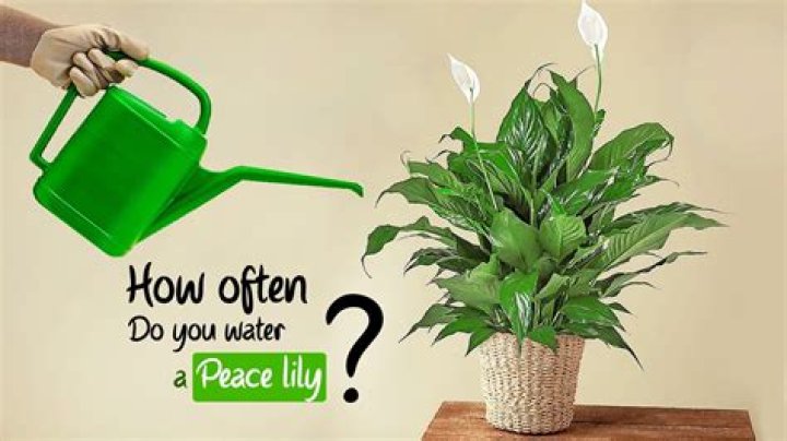 How do you water a pot Lily