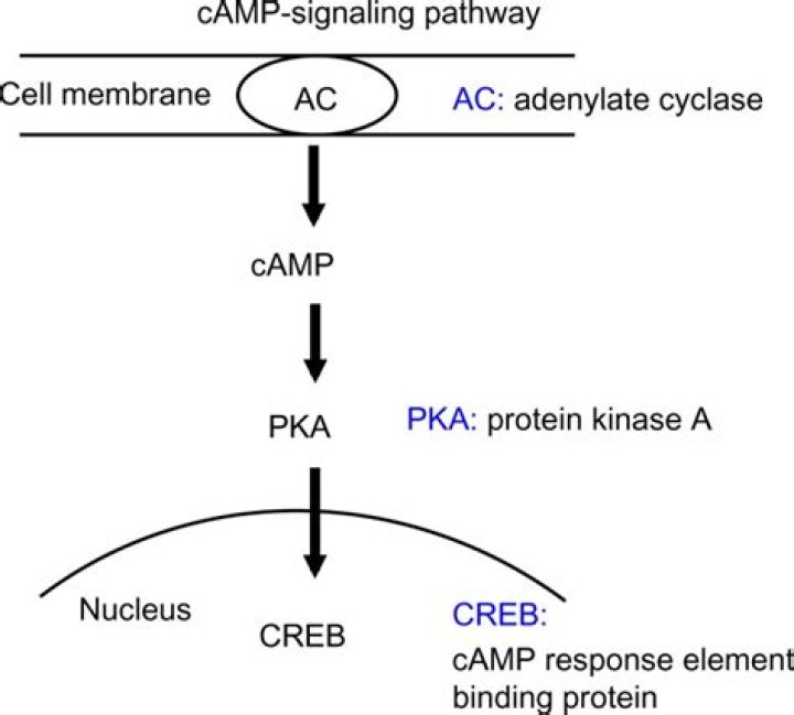 How does adenylate kinase make ATP?