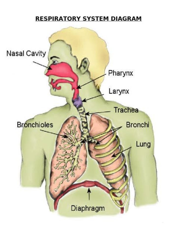 How does the respiratory system help you smell