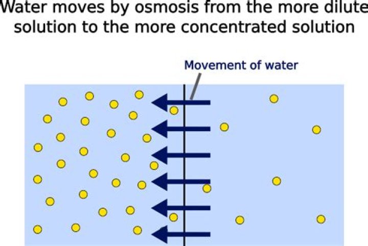 How does water move during osmosis