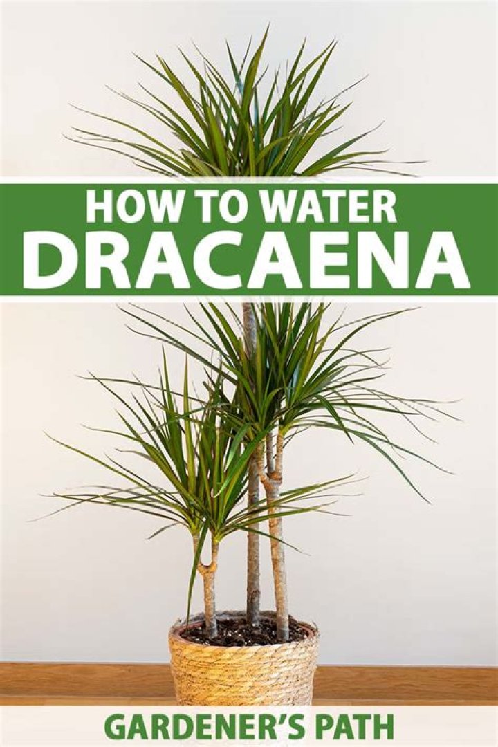 How fast does a dracaena marginata grow