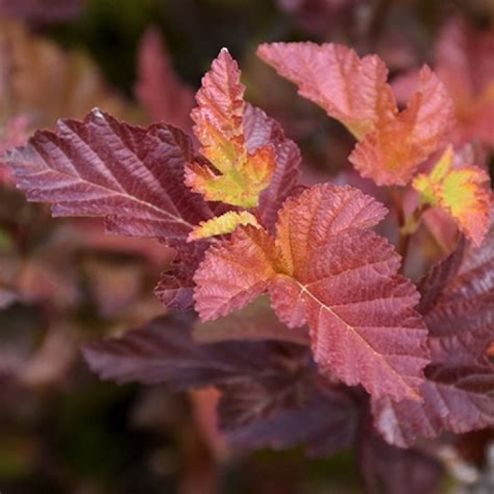 How fast does Center Glow ninebark grow?