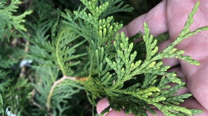 How fast does white cedar grow
