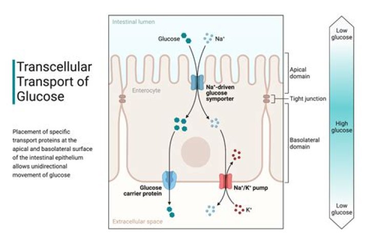 How is glucose transported into epithelial cells
