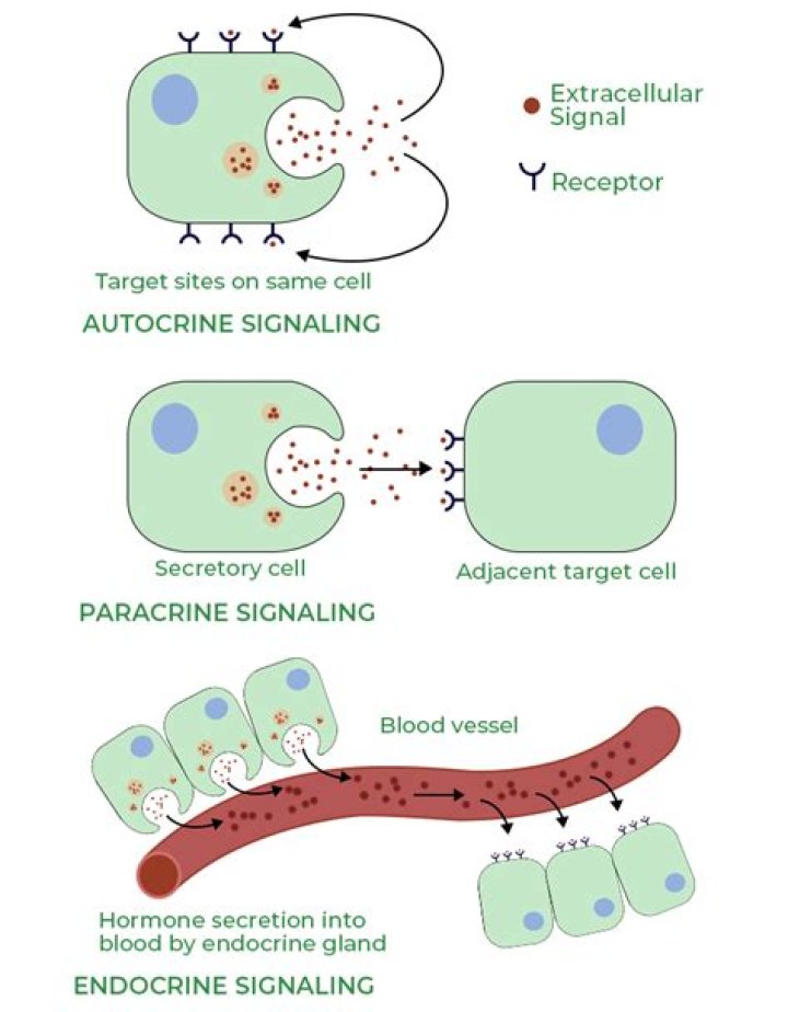How is paracrine signaling different from other types of signaling