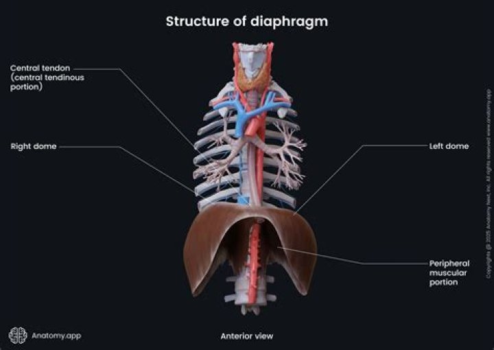 How is the diaphragm of a camera like the iris of an eye