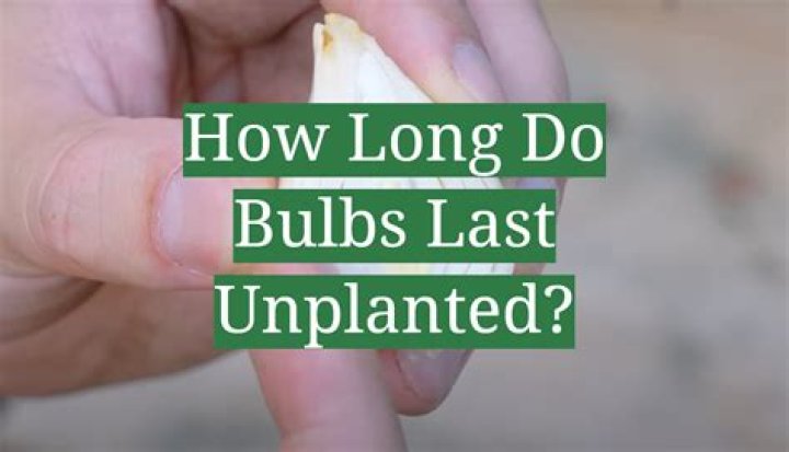 How long do bulbs last if not planted