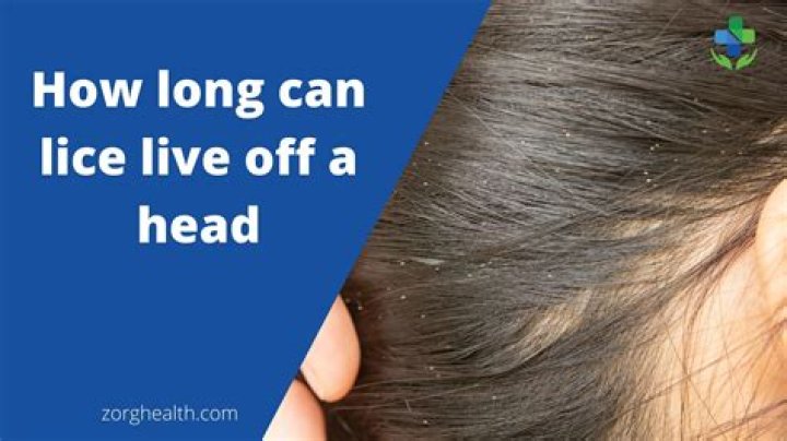 How long do head lice live