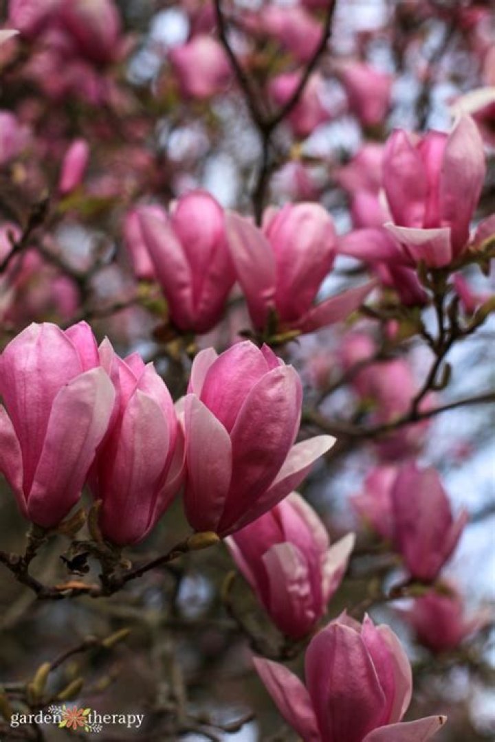 How long do Southern magnolias bloom