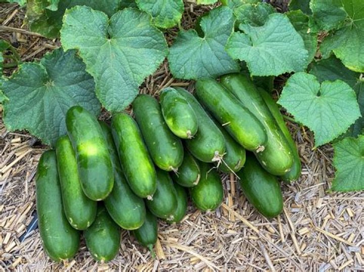 How long does it take a cucumber to ripen