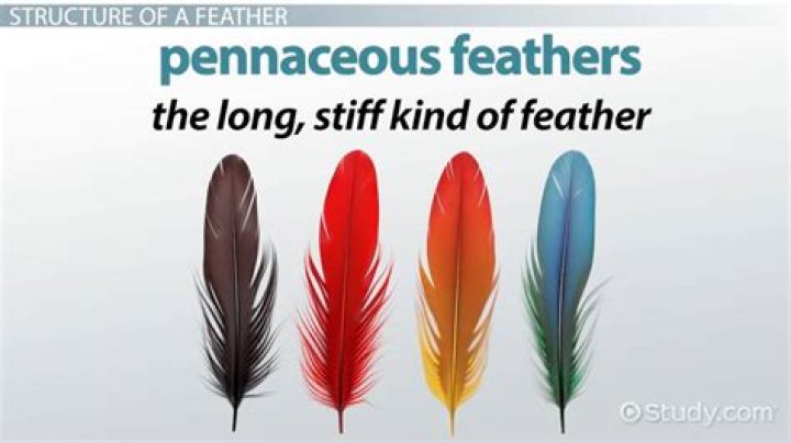 How long does it take chicks to get feathers