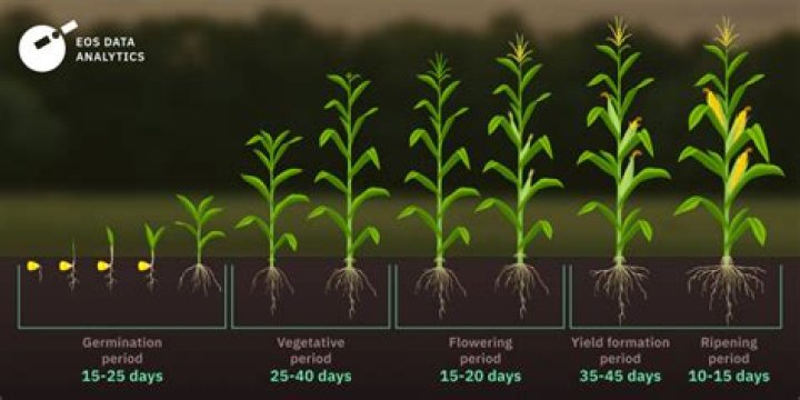 How long does it take for rocket to grow