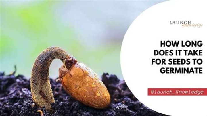 How long does it take redwood seeds to germinate