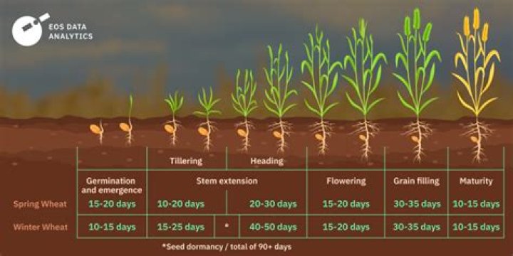 How long does it take to grow beetroot