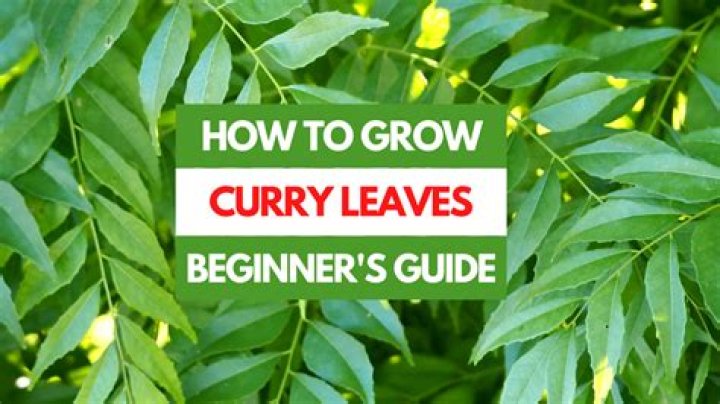 How long does it take to grow curry leaves