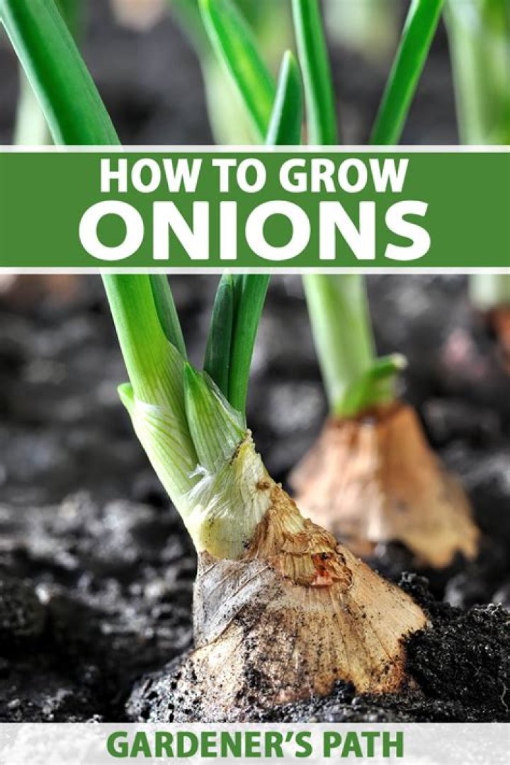 How long does it take to grow onions from sets