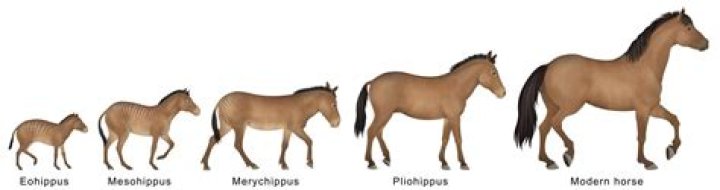 How long have horses been domesticated for