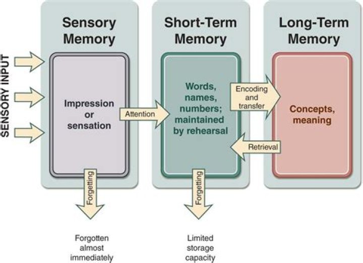 How long is short term memory