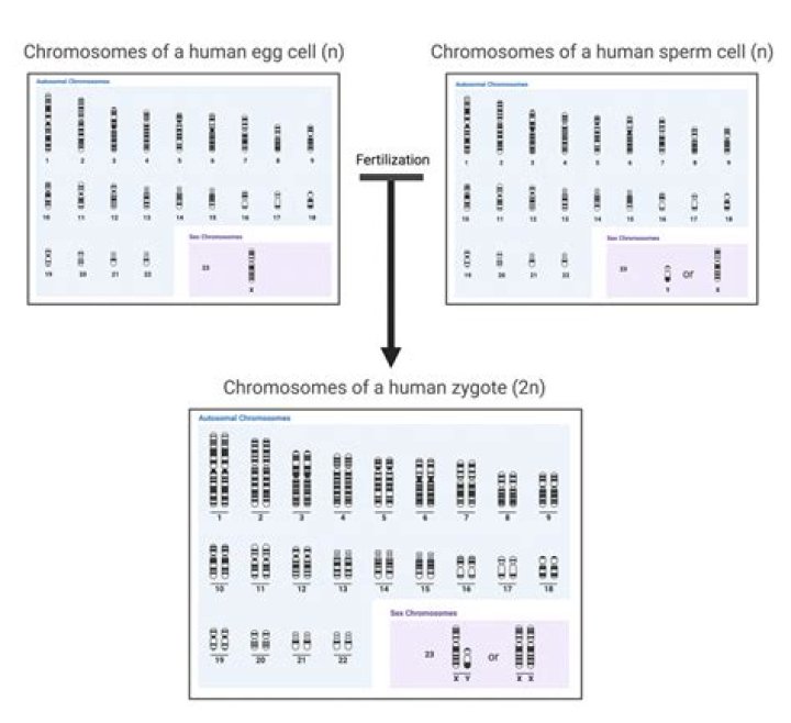 How many chromosomes are found in human body cells quizlet