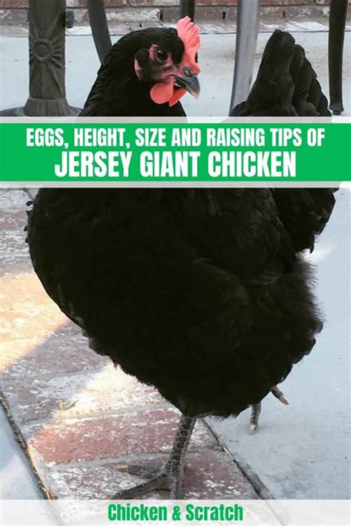 How many eggs does a Jersey Giant chicken lay