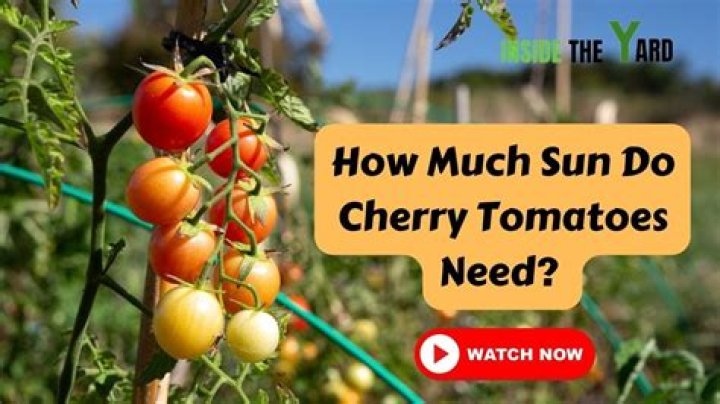 How many hours of sun do tomatoes need