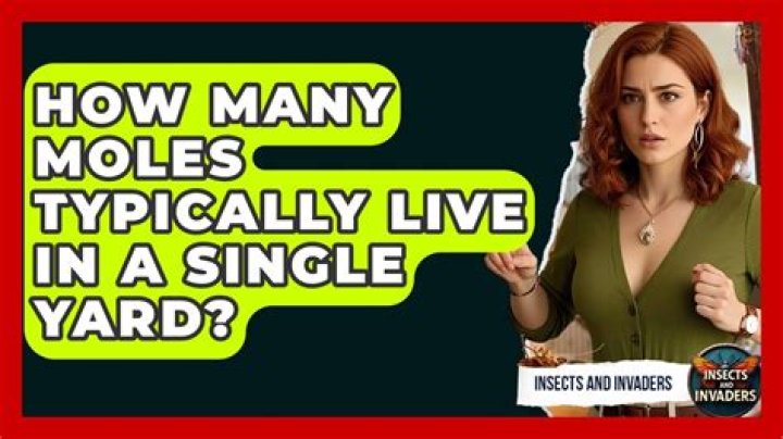 How many moles live together