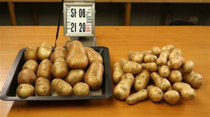 How many pounds of potatoes do I need to feed 12 people?