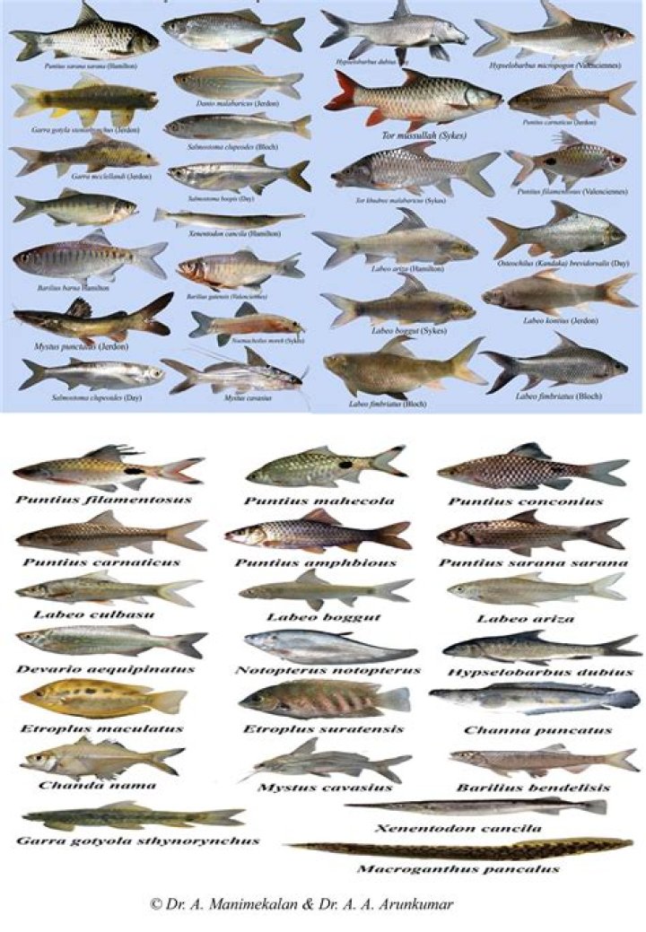 How many species of freshwater fish are there in India?