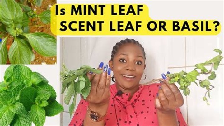 How many sprigs are in a mint leaf?