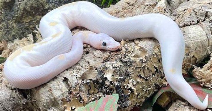 How much does a blue eyed Leucistic ball python cost