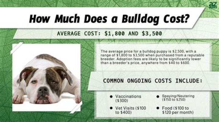 How much does a puppy American bulldog cost?