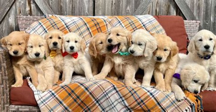 How much does an AKC golden retriever cost?