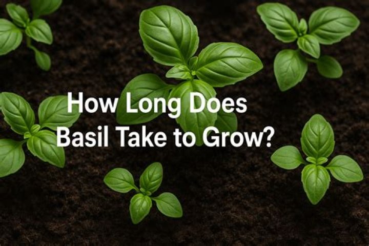 How much does dry basil weigh?