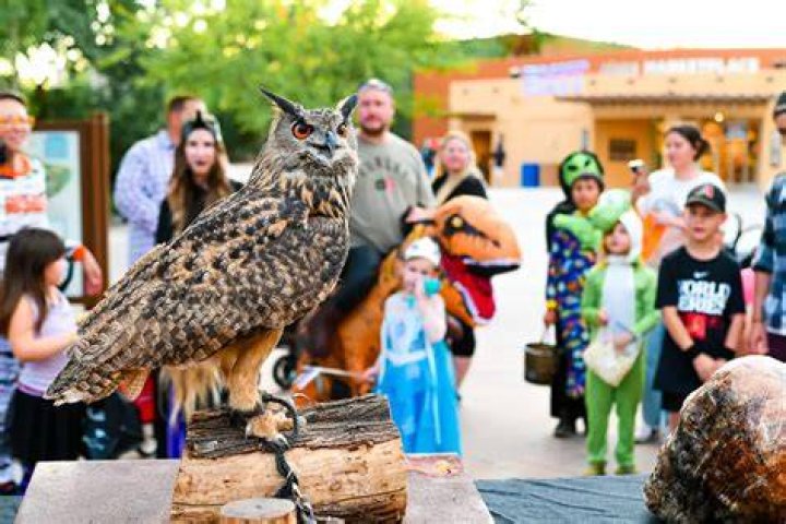 How much does it cost to have a wedding at the Phoenix Zoo?