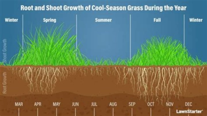 How much does sod grass cost