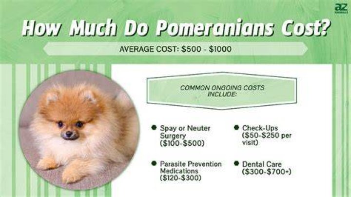 How much is a Pomeranian poodle worth?