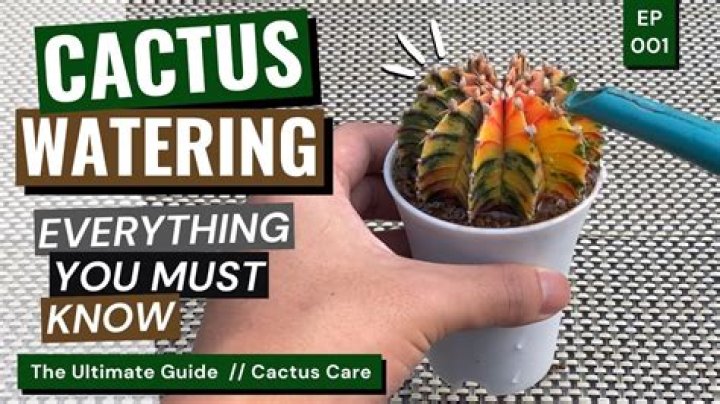 How often do you water a grafted cactus