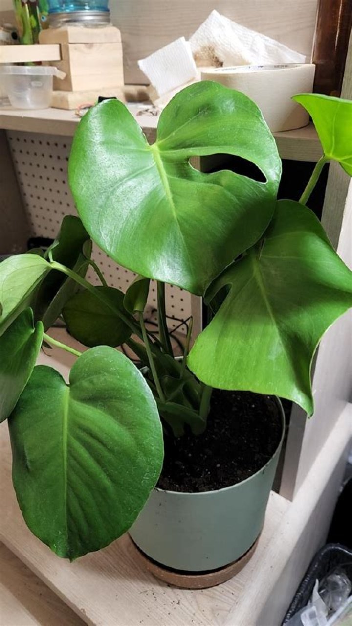 How often should I fertilize my Monstera