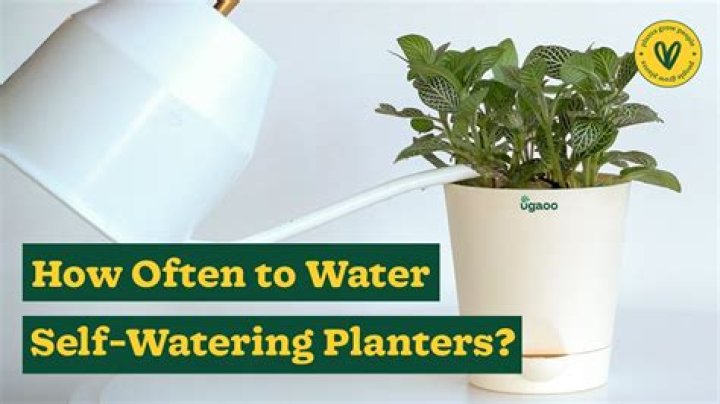 How often should I water a pitcher plant
