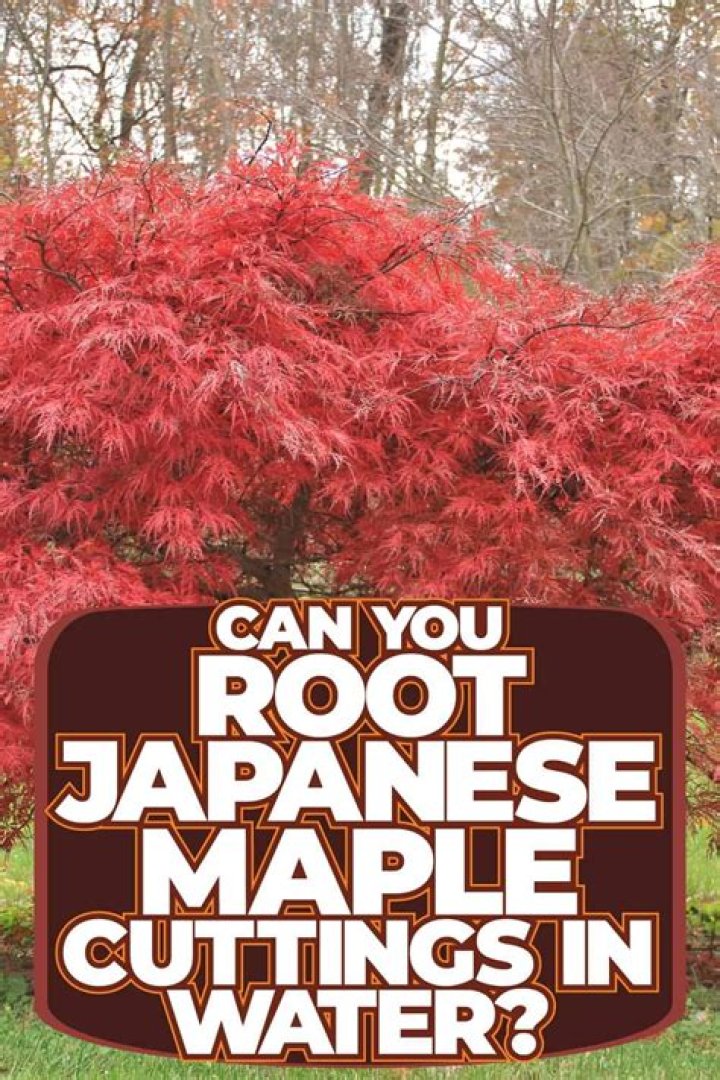 How often should you water Japanese holly