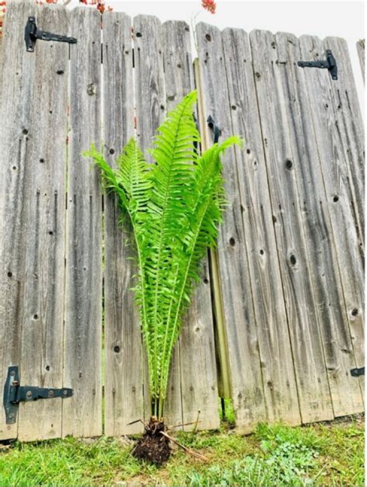 How tall do ostrich ferns get