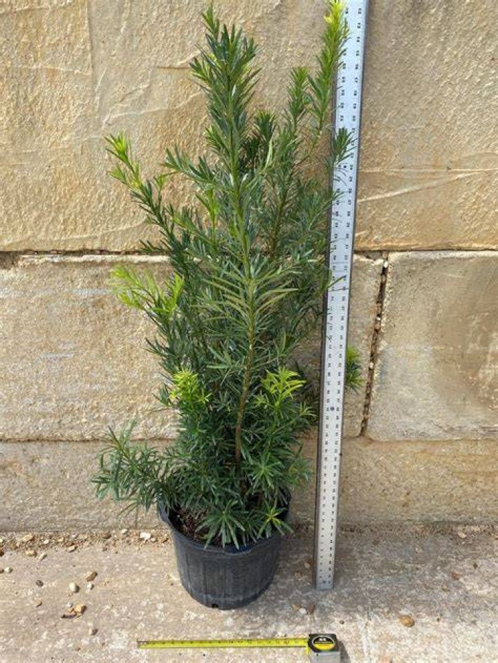 How tall is a 3 gallon Podocarpus
