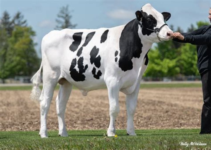 How tall is a Holstein bull