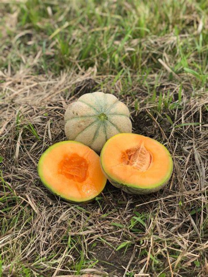 How to grow Oka melon?