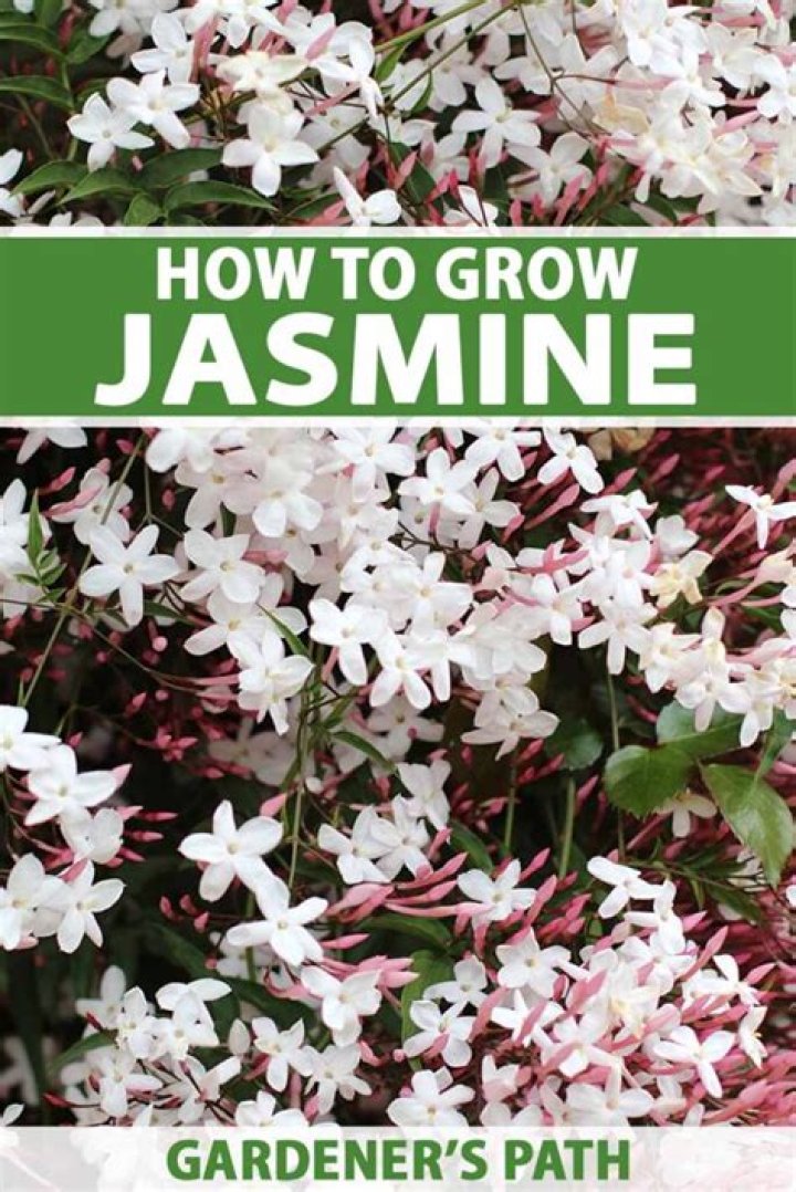 How wide does Jasmine grow