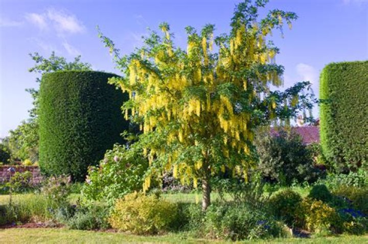 Is a laburnum tree poisonous to dogs