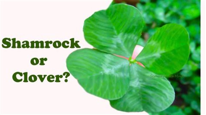 Is a shamrock the same as a clover