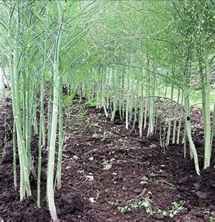 Is asparagus worth growing