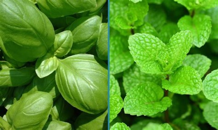 Is basil and mint a perennial?