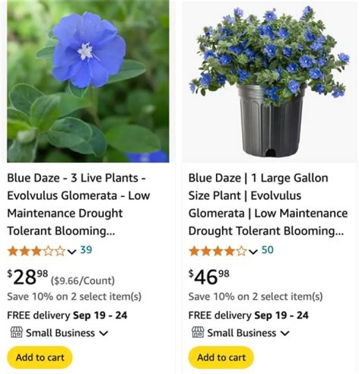 Is Blue Daze Evolvulus a perennial